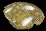 Polished Fossil Coral (Actinocyathus) - Morocco #128180-2